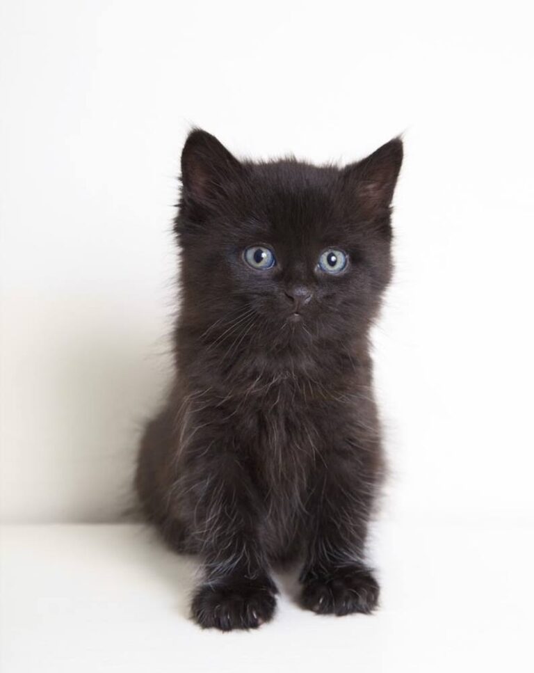 What a gorgeous little black kitten, did you know that many people