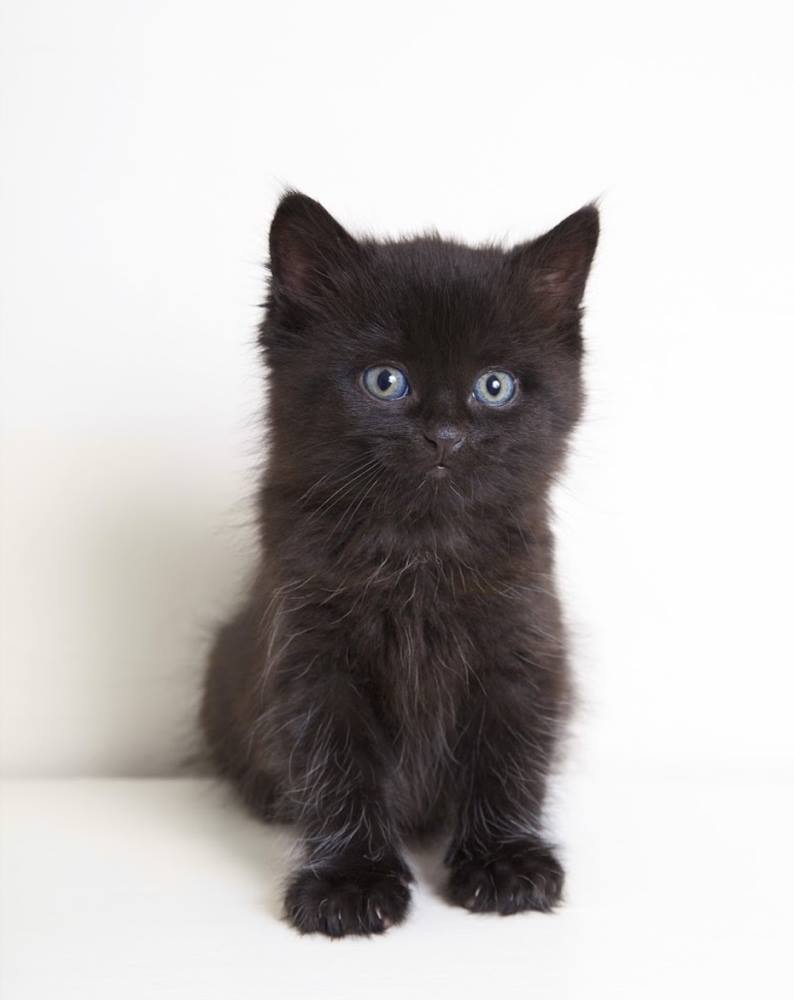 What a gorgeous little black kitten, did you know that many people
