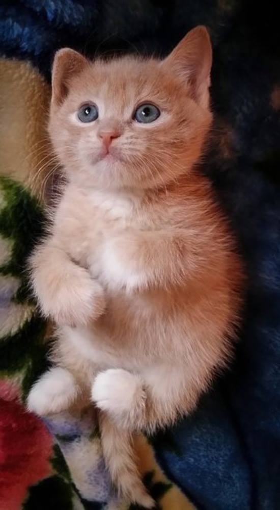 What an adorable little kitten, look at the way he is curling his