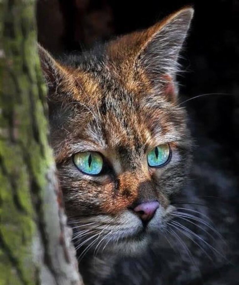 What an incredible face this has don’t you think?