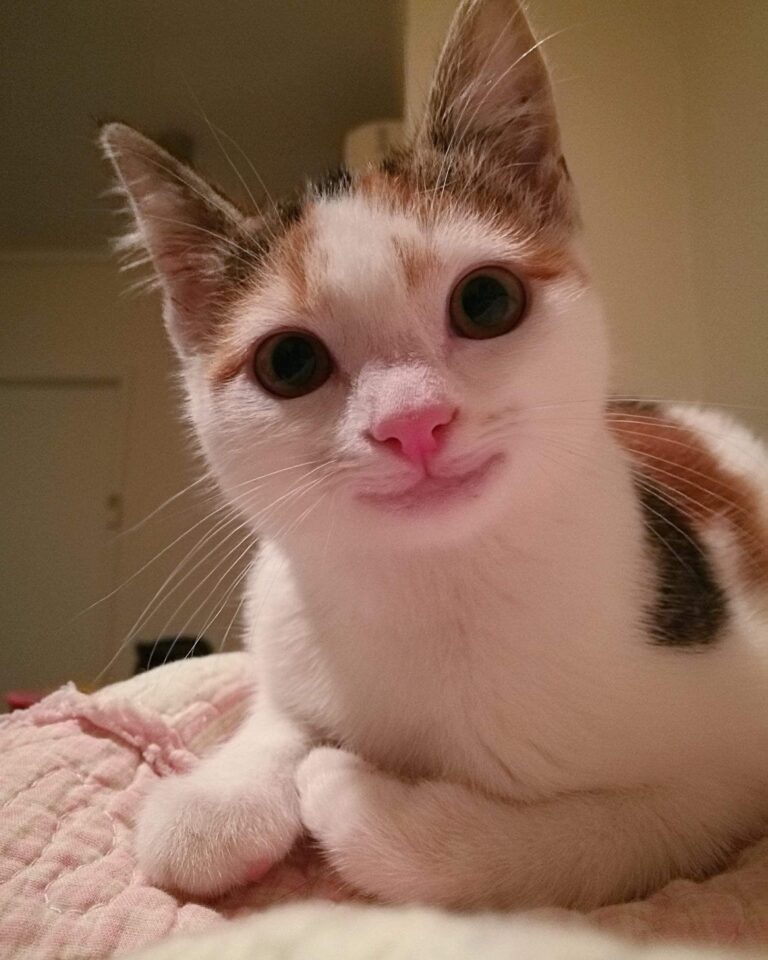 What would you name this cat? Join our group: Happy Cats