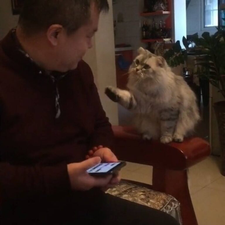 When you just want a little attention. Join our group: Happy Cats