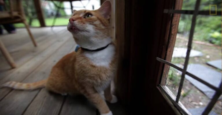 Where Your Cat Goes May Blow Your Mind – We Love Cats and Kittens