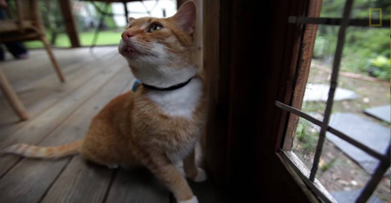 Where Your Cat Goes May Blow Your Mind – We Love Cats and Kittens