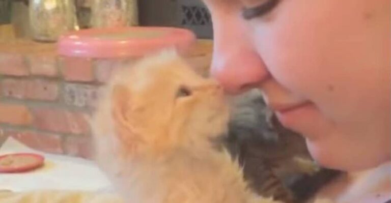 Who Could Resist This Ginger Furball That’s Full of Love – We Love