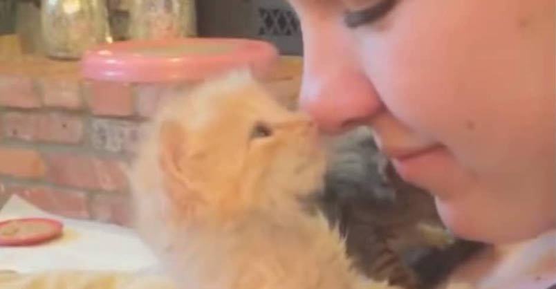 Who Could Resist This Ginger Furball That’s Full of Love – We Love