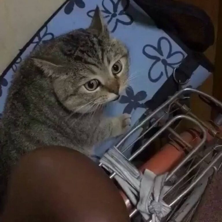Who did it better? Join our group: Happy Cats