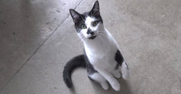 Who’s A Good Boy? – We Love Cats and Kittens