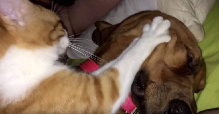 Why Cats Are Better Than Dogs