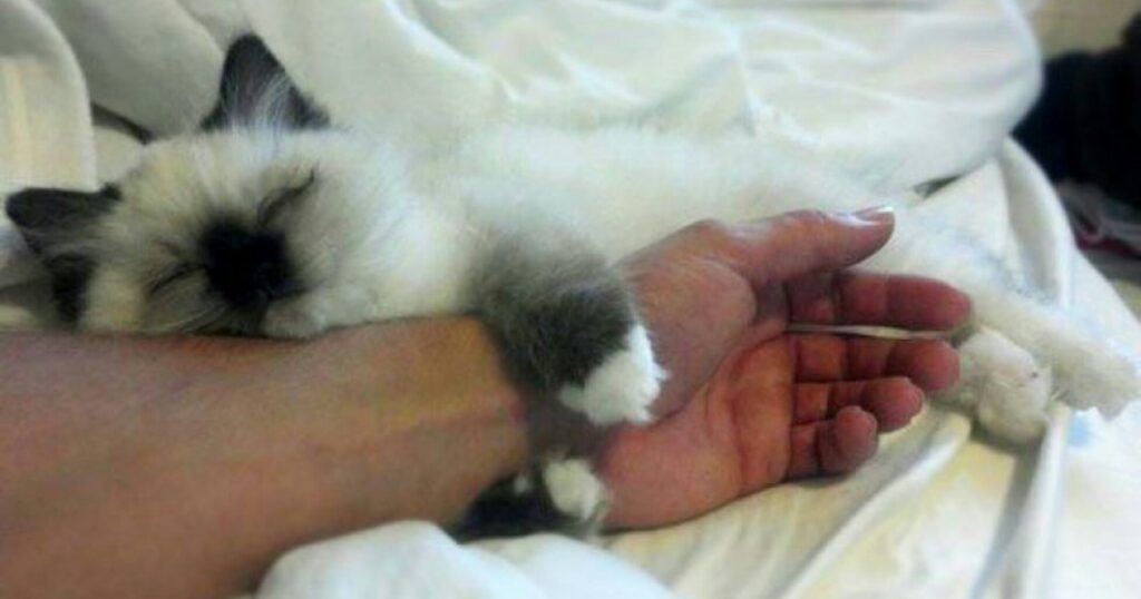 Why Do Cats Like To Tuck In Your Bed?