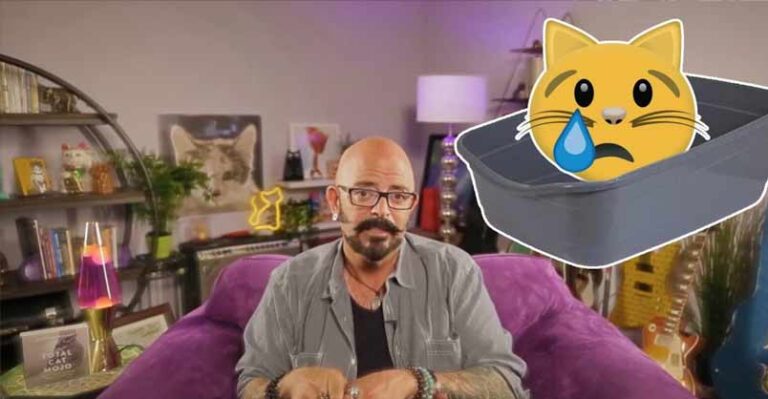 Why Your Cat Isn’t Using the Litterbox! – We Love Cats and Kittens