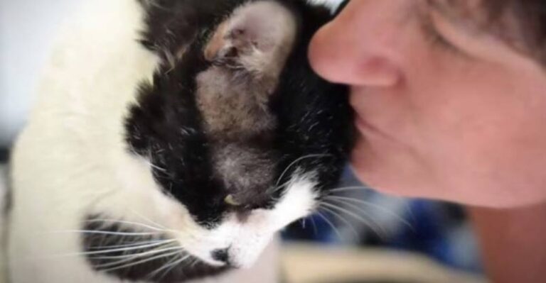 Woman Flies 500 Miles To Save Cat She Saw On Facebook – We Love Cats