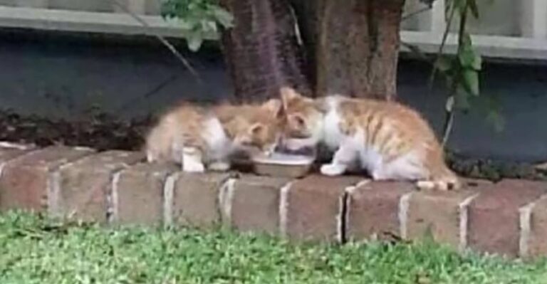Woman Found Blind Twin Kittens That Guide Each Other Through The