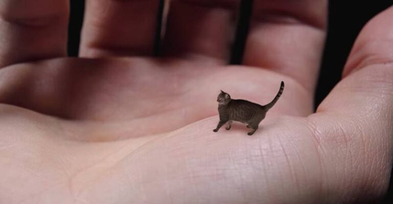World’s Smallest Cat – Cute, Tiny and Mean – We Love Cats and Kittens