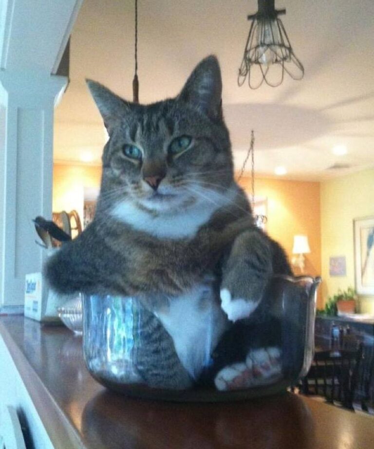 Yep! If I fits……..I will sit !!!