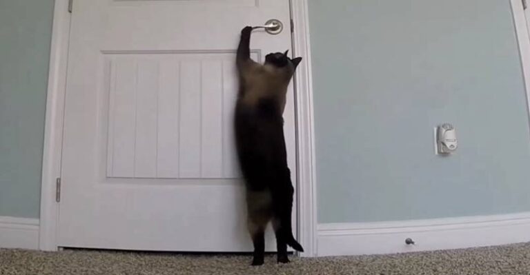 You Can’t Keep A Smart Siamese Out – We Love Cats and Kittens