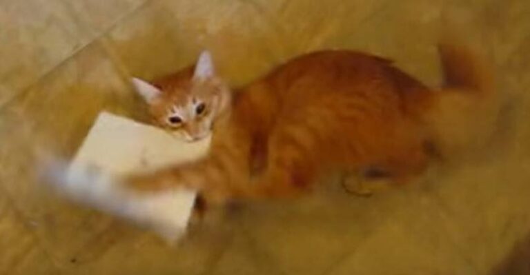 You Won’t Believe This Cat’s Reaction to a Singing Birthday Card!