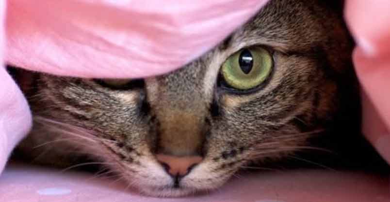 11 Secrets Cats Don’t Want You To Know