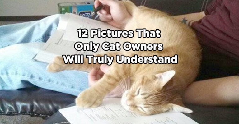 12 Pictures That Only Cat Owners Will Truly Understand