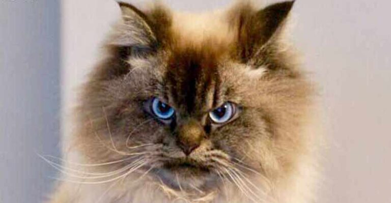 Meet Merlin, The Kitty That Looks Like He Hates Everything! – We Love