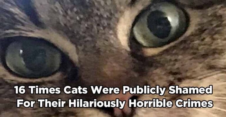 16 Times Cats Were Publicly Shamed For Their Hilariously Horrible