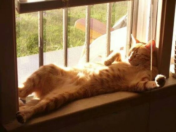17+ Funny Lazy Cats that can sleep anytime anywhere… Click for MORE!