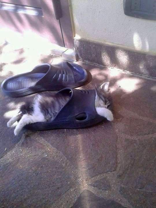 17+ Lazy Cats That Can Sleep Anywhere And Anytime… click for more