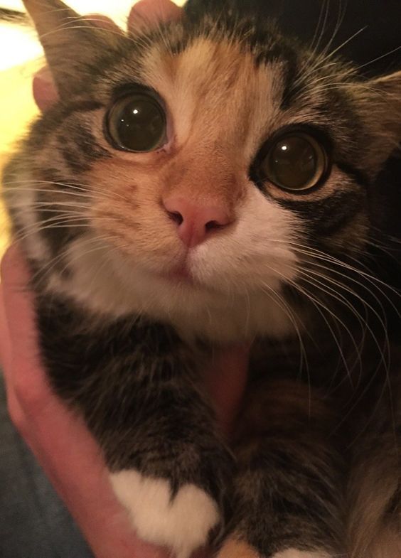 17+ Overly Cute Cats That’ll Make You Jealous You’re Not Their Owner