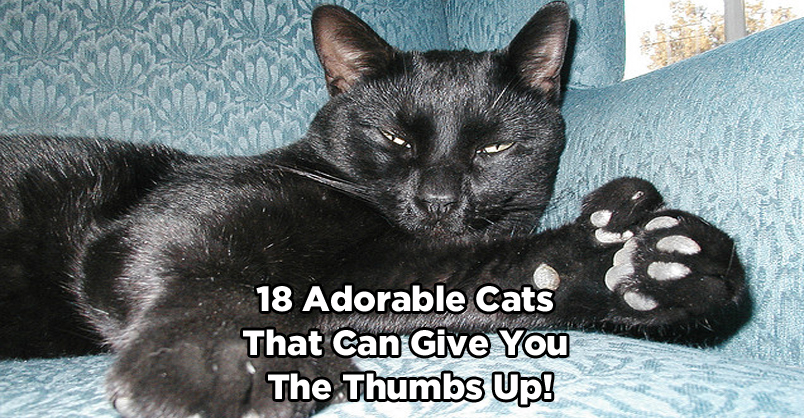 18 Adorable Cats That Can Give You The Thumbs Up!