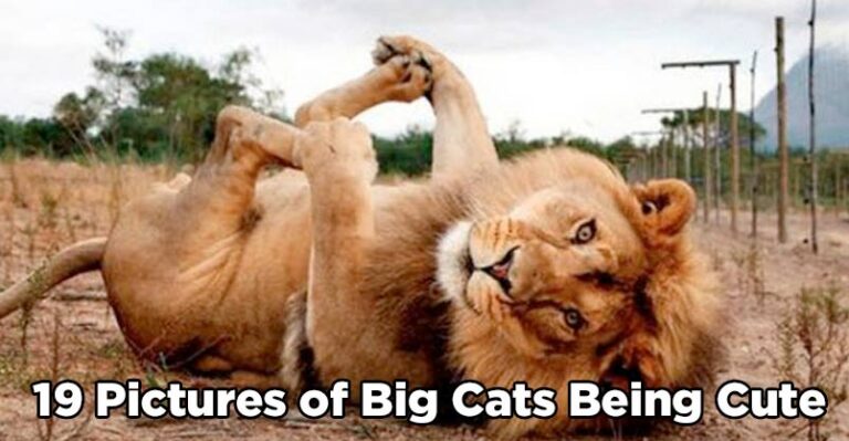 15 Awesome Pictures of Big Cats Being Cute