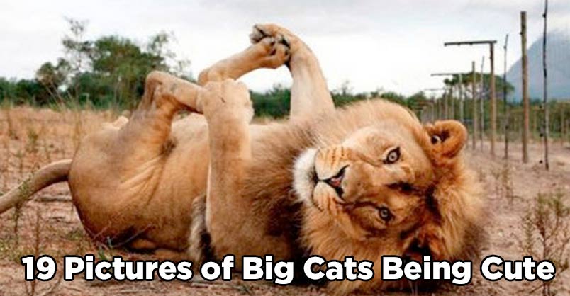 15 Awesome Pictures of Big Cats Being Cute