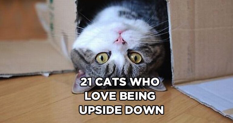 21 Cats Who Love Being Upside Down
