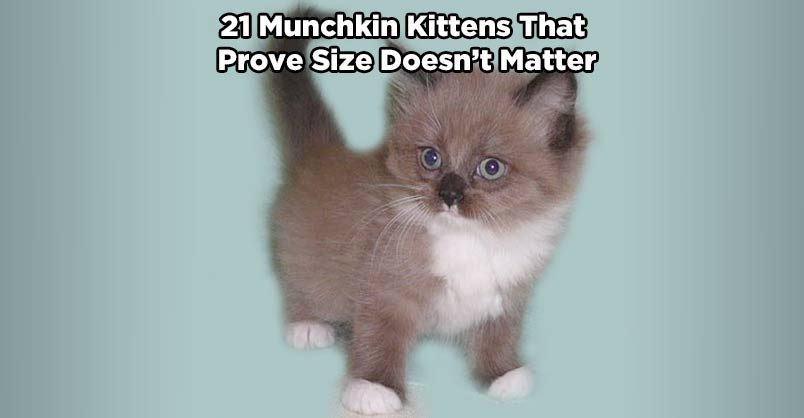 21 Munchkin Kittens That Prove Size Doesn’t Matter