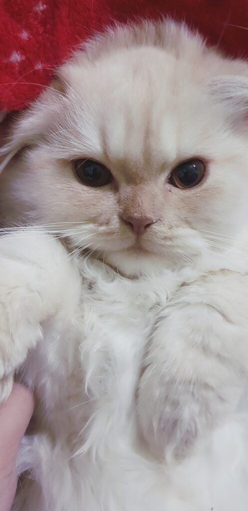 This is my cat, Snow.  Please show me your cat below.
