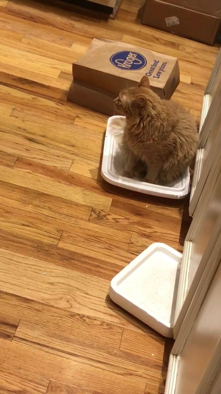 Can anyone tell me why he does this? He does it 2 to 3 times a day.