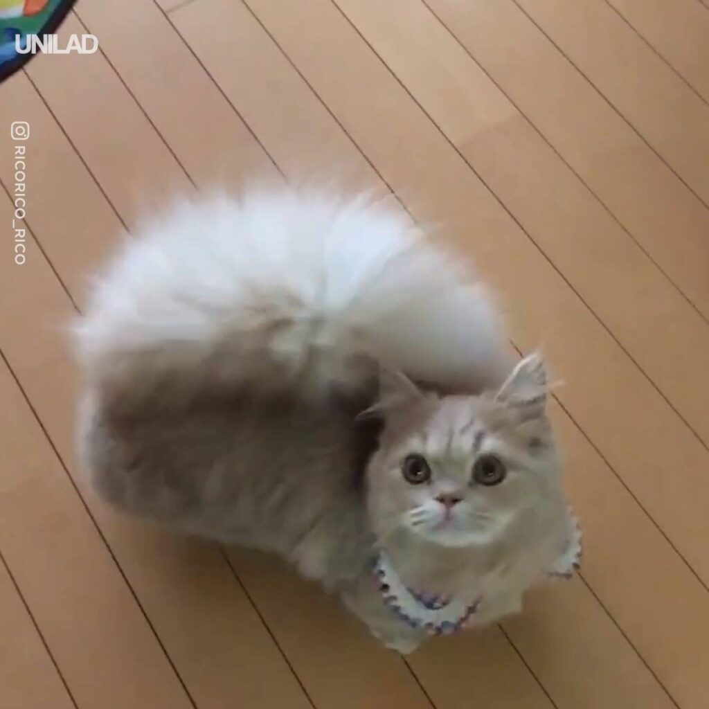 This Cat Has A Huge Fluffy Tail
