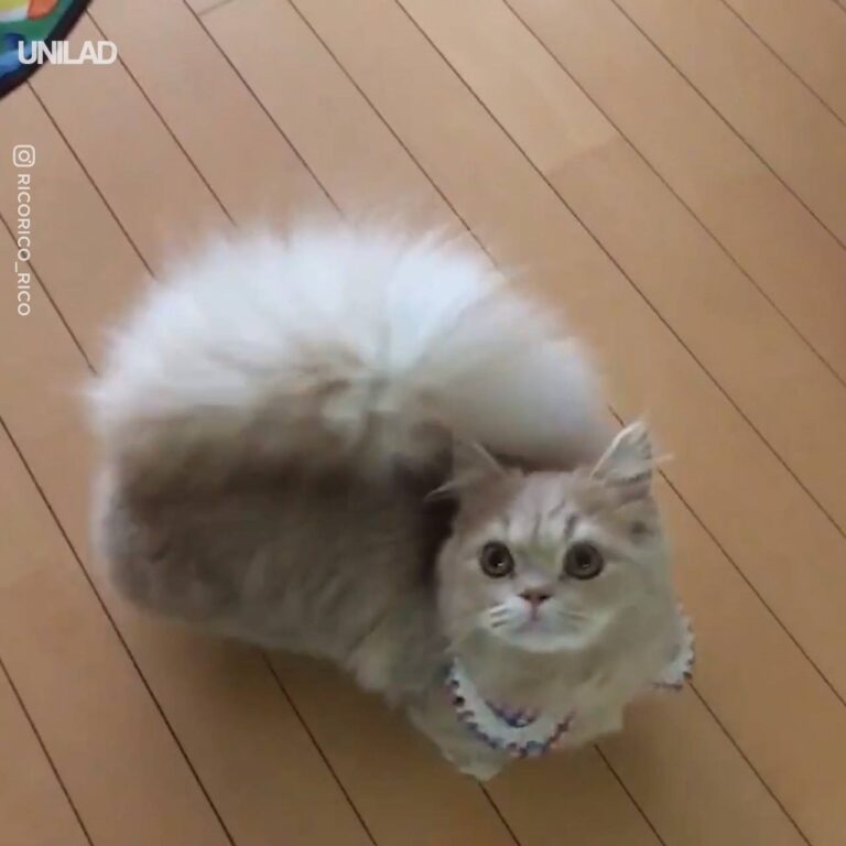 This Cat Has A Huge Fluffy Tail