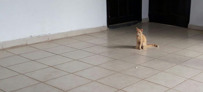 I lost my Freddy two weeks ago and I miss him so much