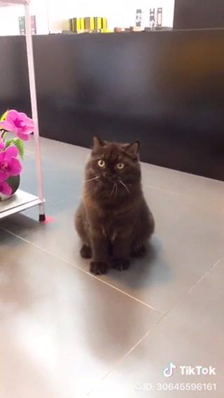 Hi! My name is Mon. #MeowBayBay
