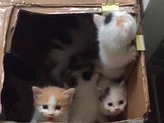 The video was taken in when my princess was about 1 month old. Can you guest whi