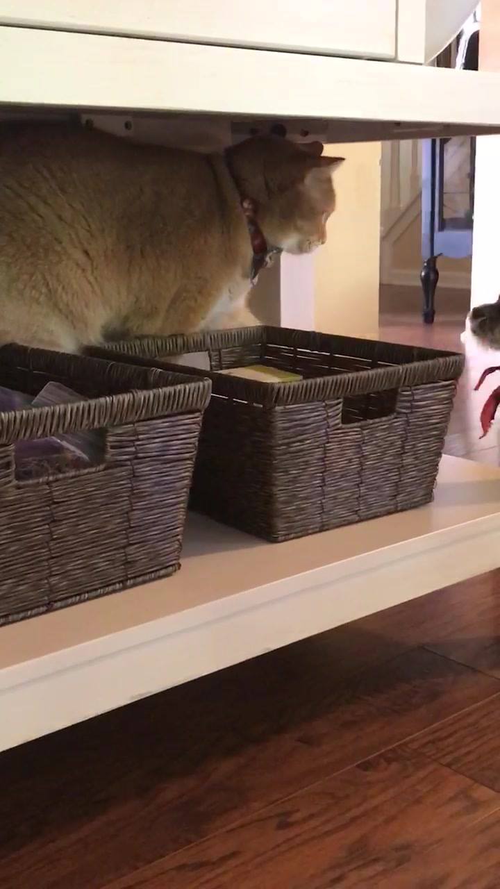 Our Bosco kitty always has an escape  plan