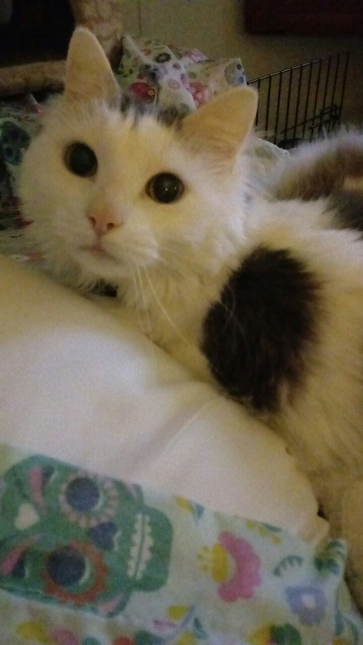 Sage 12 years old  and still healthy and happy