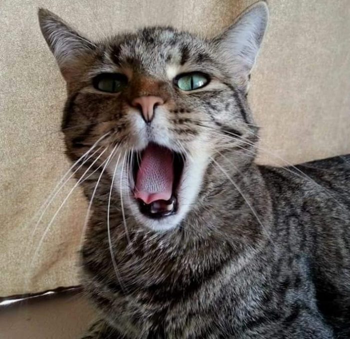 Ever see a cat tongue really close up??? Lol. Jade