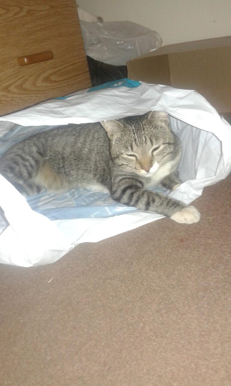 Shopping... he is doing it wrong