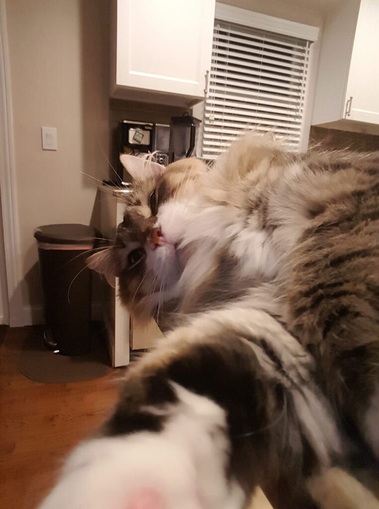 It was a tough day being a cat, good night and sweet dreams #catselfie