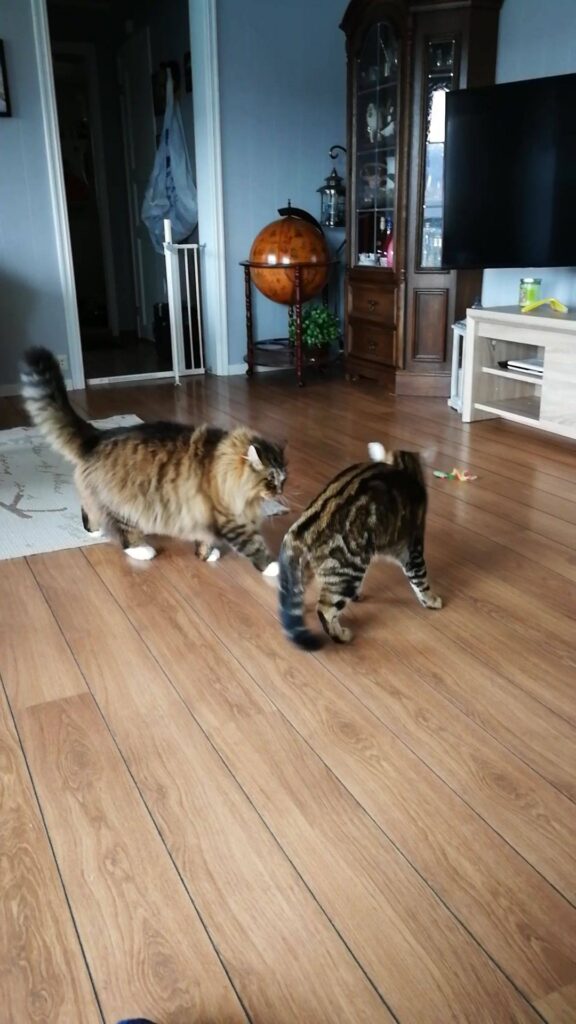 Happy cats playing.