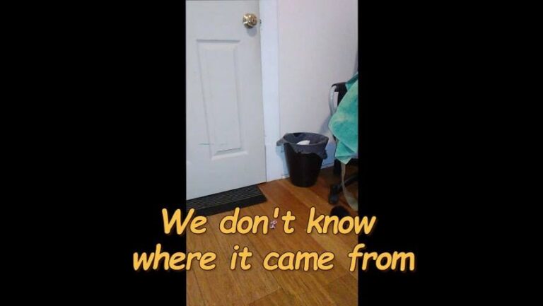 There's no hiding from my KittAnne. So I made a movie out of it...