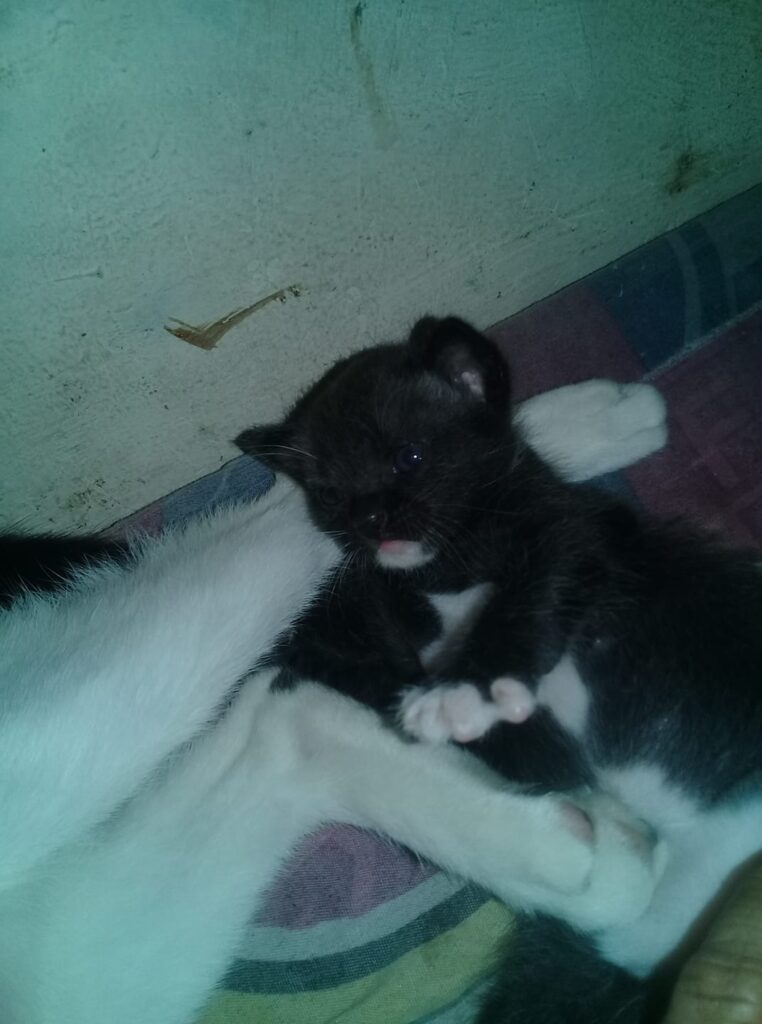 My cat......