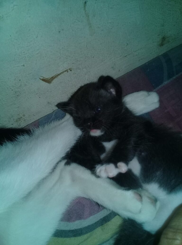 My cat......