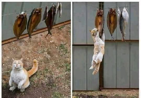 I've reached my dream human,what about you??